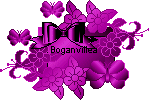 Boganvillea